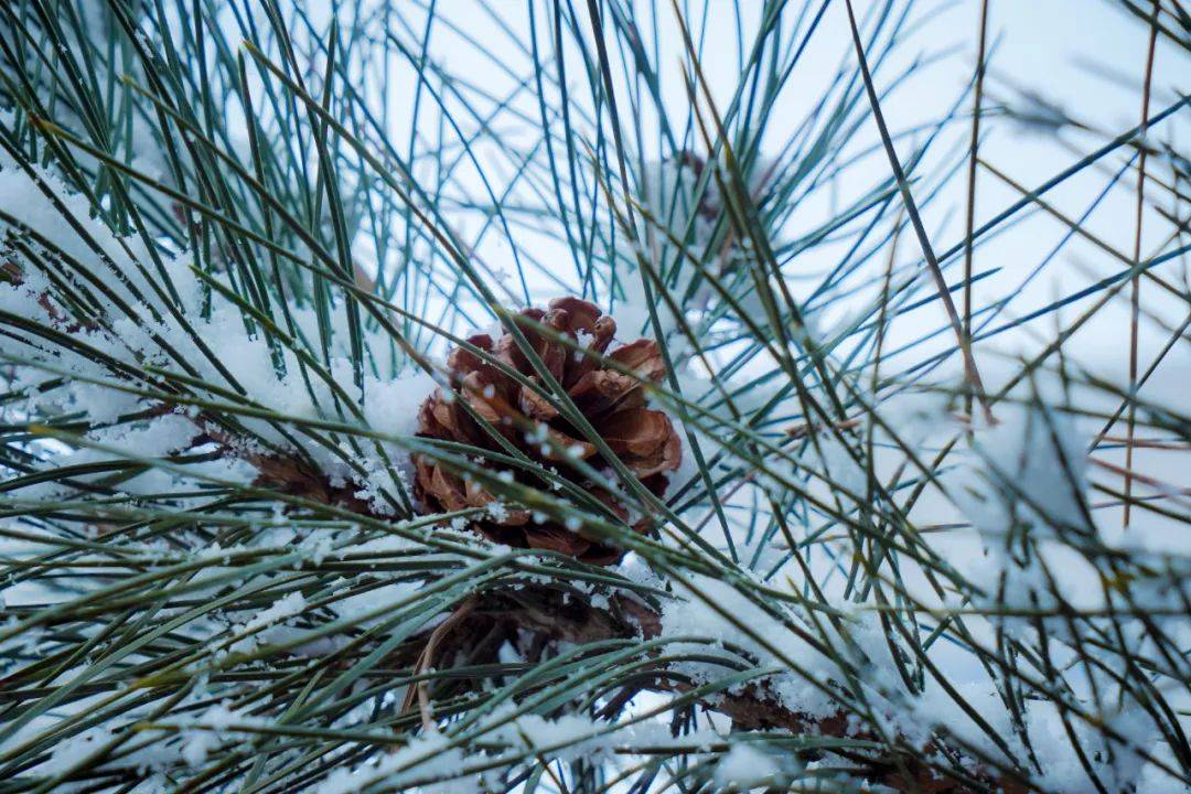 满空|春雪满空来，诚邀共赏雪中的东方双语