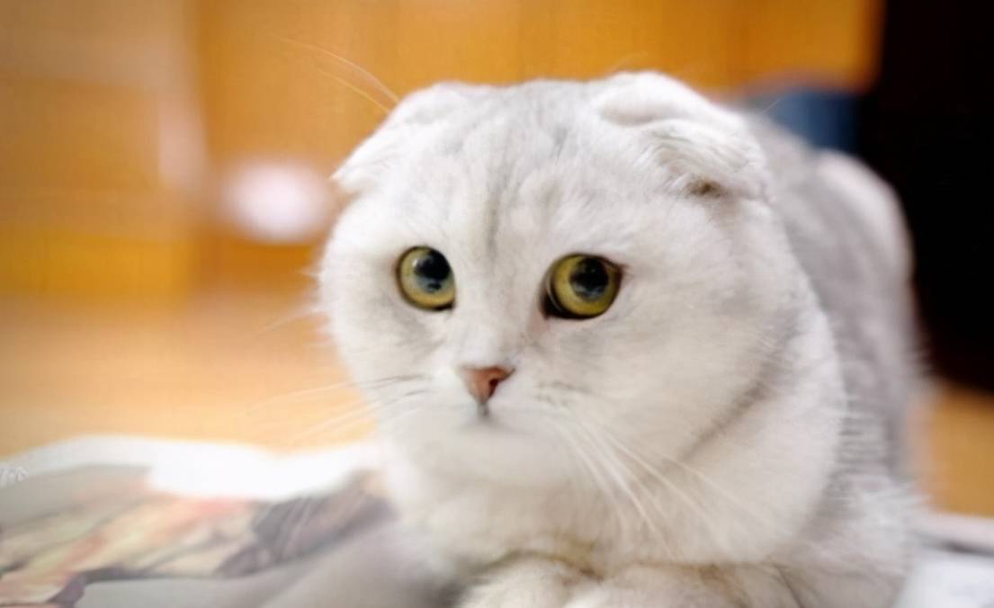 猫咪颜值最高的几种猫咪，是你家的猫吗？
