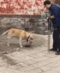 小狗别什么东西都往狗盆里放，会被嫌弃的