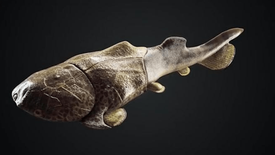 化石为证,揭秘鱼到人类的进化过程
