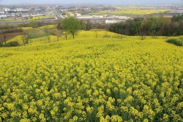 陝西漢中西鄉堰口鎮名山秀水花海綠茶美如畫