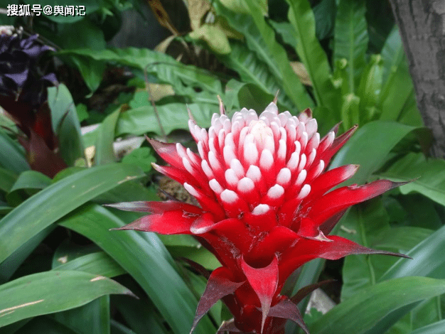 春分时节|春分时节，踏青郑州植物园