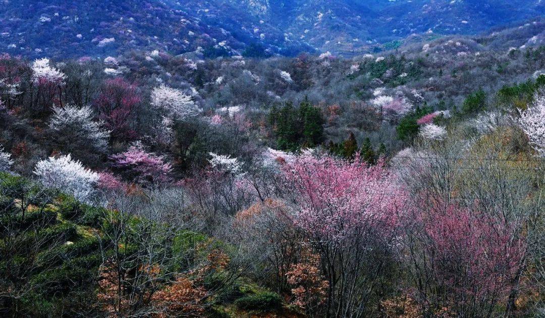 大悟野樱花图片