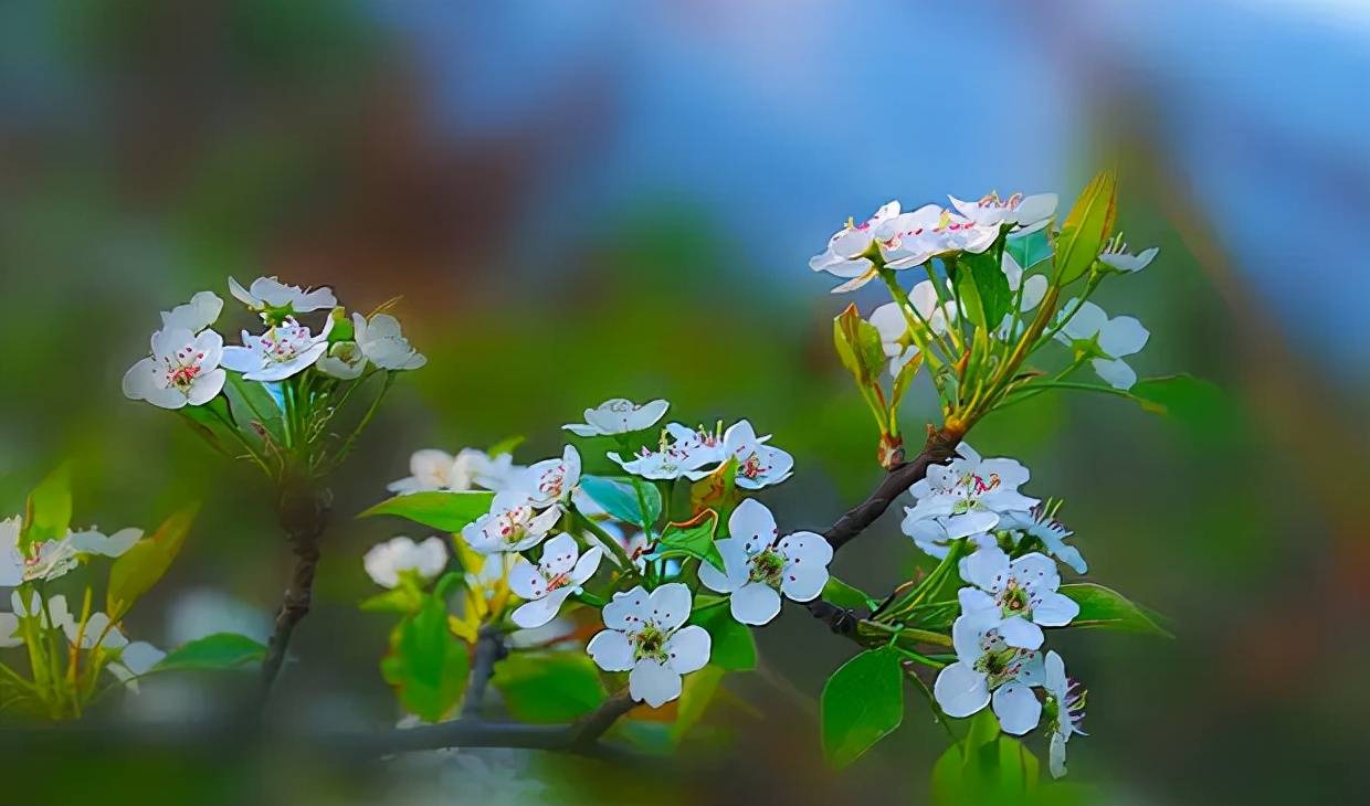 風吹棠梨花,十二首棠梨花的詩詞,滿樹花開,潔白勝雪_楊柳_開花_清香