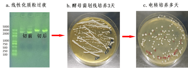 经验分享毕赤酵母表达系统介绍