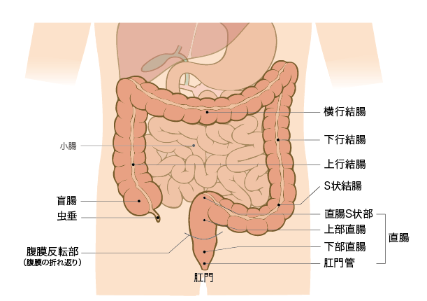 2,撮谷道:也是提肛运动,平躺在床上,尽量全身放松,收缩前阴和肛门,一