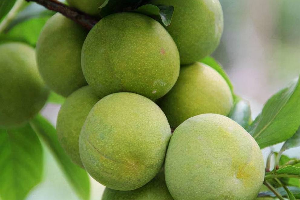 奈李子苗如何实现高产种植奈李子苗高产种植技术要点