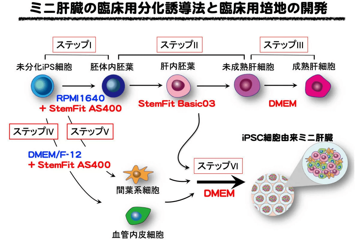 橫濱市立大學等開發了培養源自人ips細胞的微型肝的最佳分化誘導方法