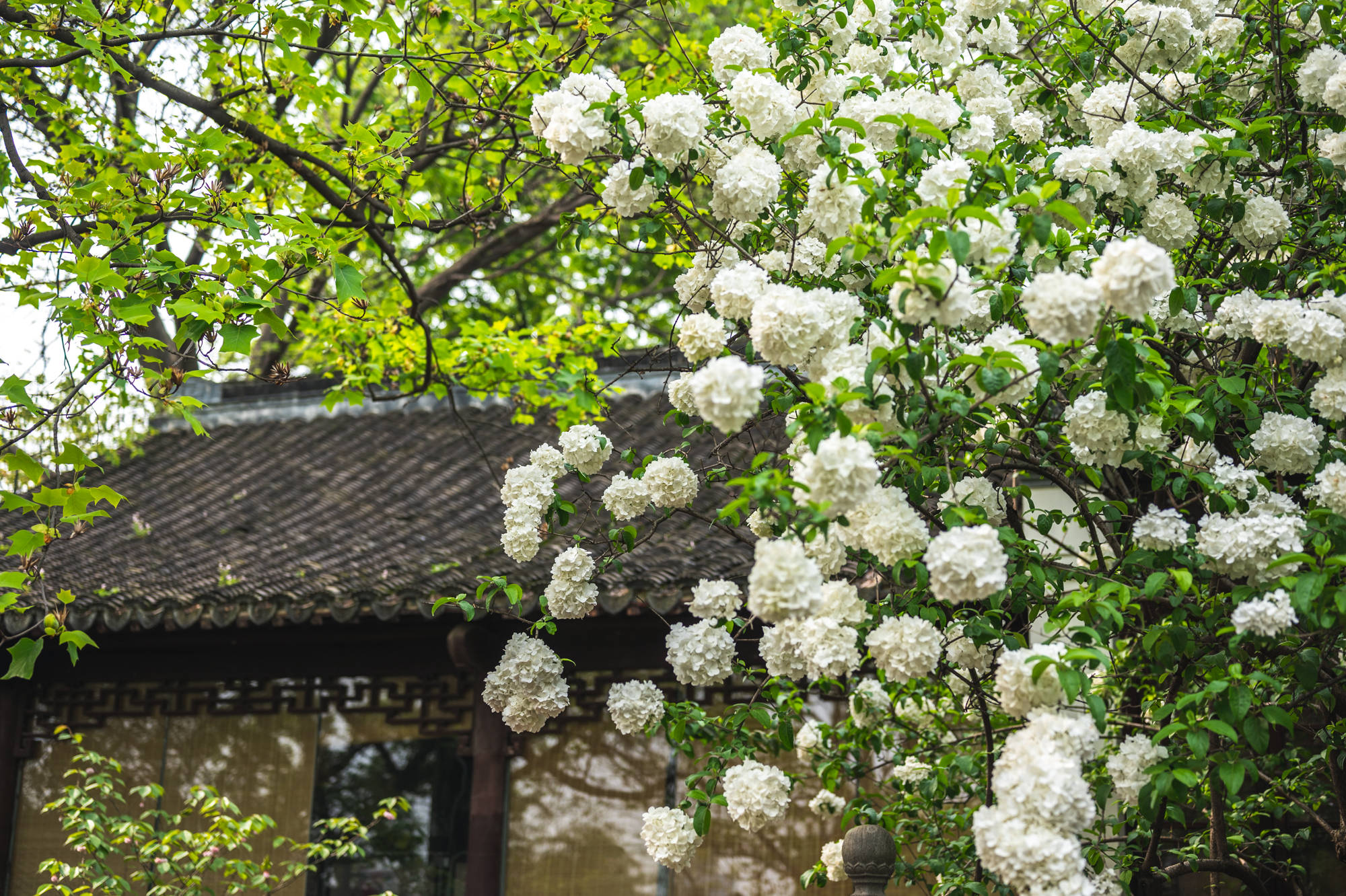 绿色|不知不觉，南京崇正书院的木绣球花要开了，希望4月可以正常赏花