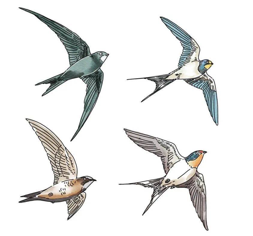 北京雨燕是京城著名的夏候鸟,也是北京市一级保护野生动物,每年3月底