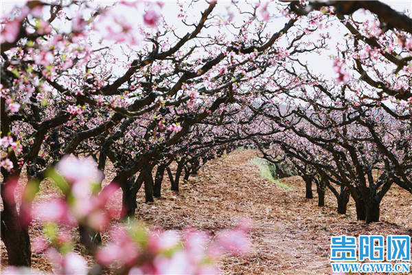 【图集】到贵阳永乐赏桃花，不负美好春光