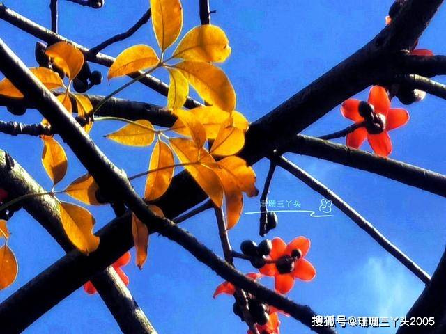 春天的广州，有种“返秋”现象，漫天黄叶飞舞，游客：神奇！美！