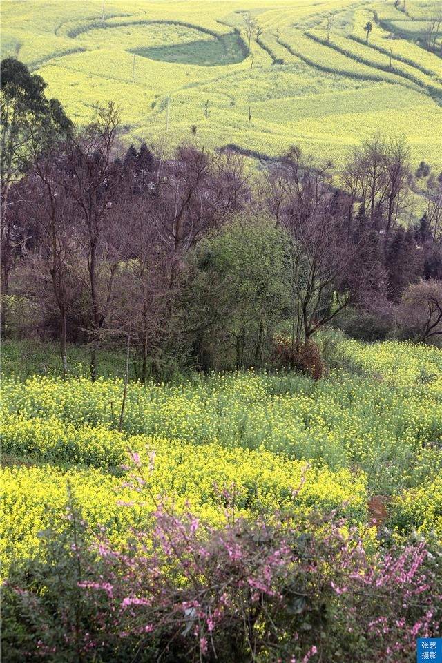 门票|罗平油菜花堪称东方大花园：满目金黄香百里，一方春色醉千山