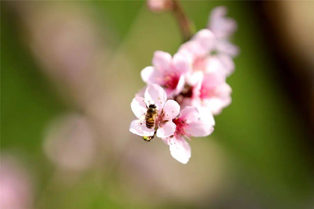 三生三世|腾冲花季丨十里桃花