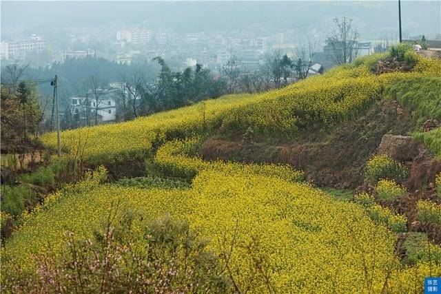 门票|罗平油菜花堪称东方大花园：满目金黄香百里，一方春色醉千山