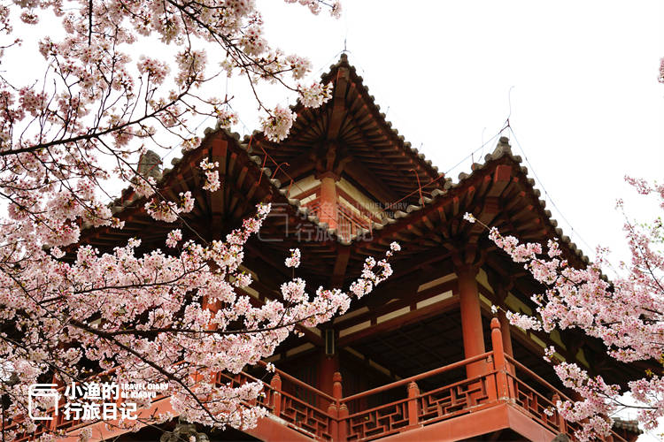 今天起，青龙寺重新开园了！西安最美樱花季，来了