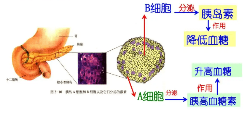 胰岛细胞结构图图片