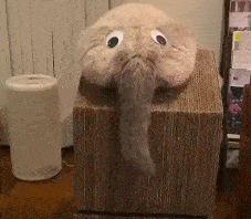 大象老虎屁屁摸不得，但ta的可以，不过不能贪摸哦！