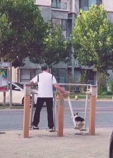 带着老爸当初死活不同意我养狗，可喂养半个月后，柯基不是我的了！