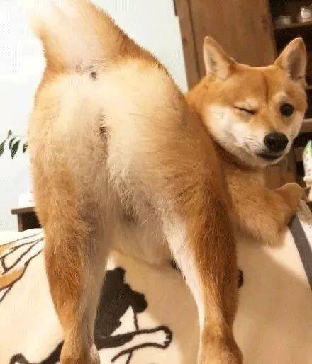 大象老虎屁屁摸不得，但ta的可以，不过不能贪摸哦！