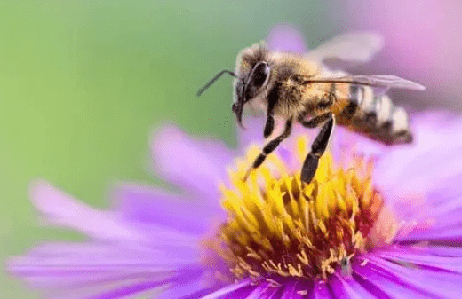 花周围的蝴蝶和蜜蜂在做什么 蝴蝶和蜜蜂怎么采蜜 花粉 花蜜 授粉