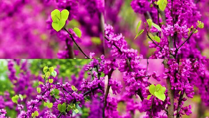 10种紫色系的花 春天种在花园里 如梦如幻 花朵 紫堇 紫茉莉