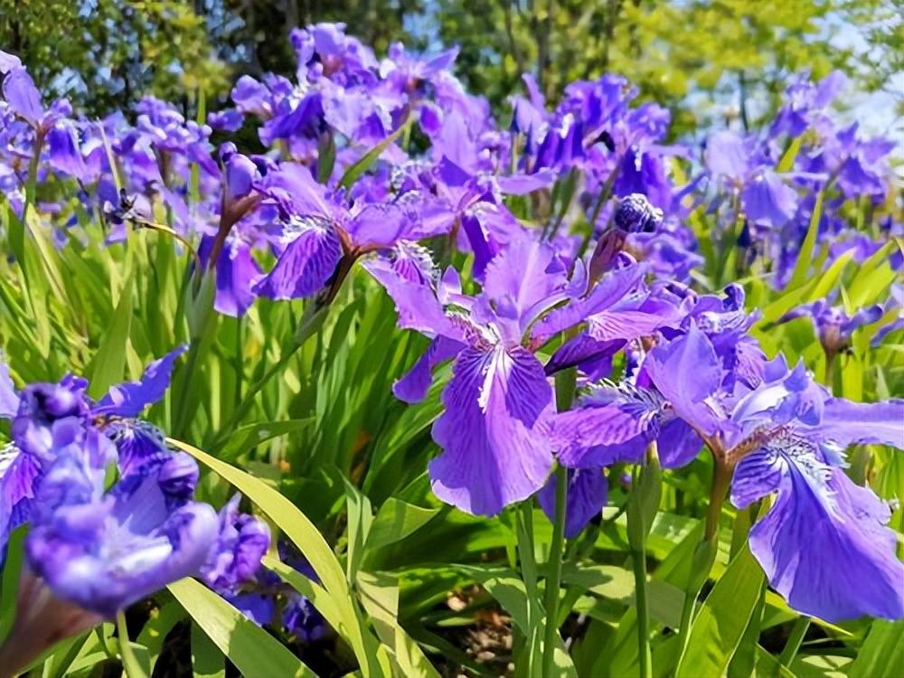 10種紫色系的花春天種在花園裡如夢如幻