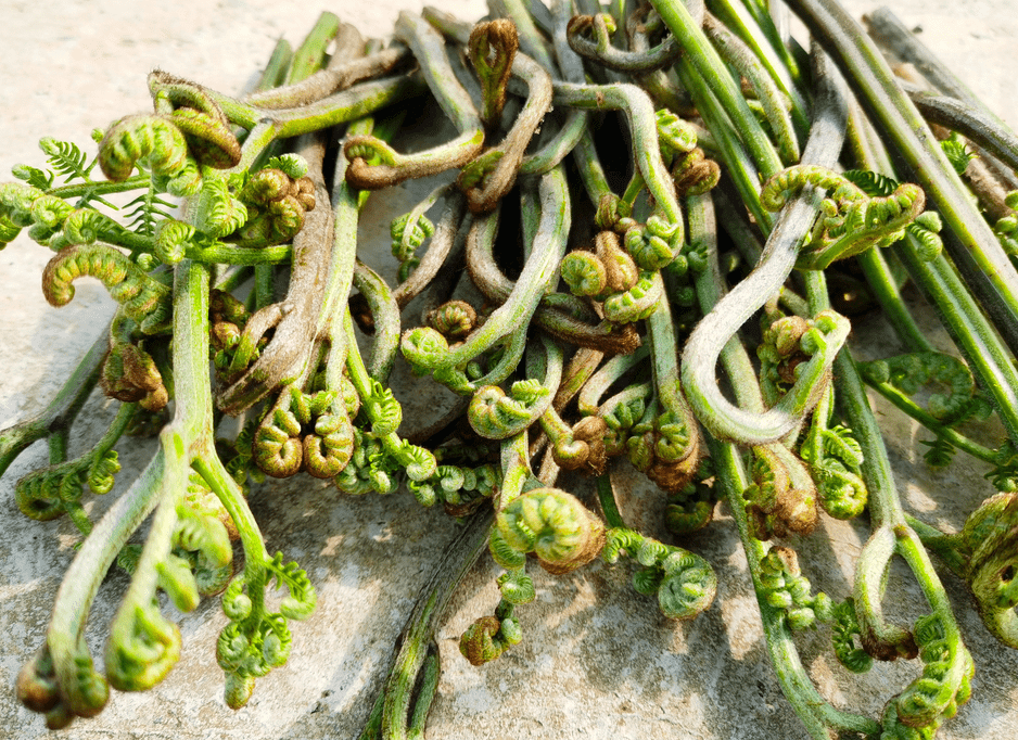 福建人最喜欢的15种春日野菜你认得几个