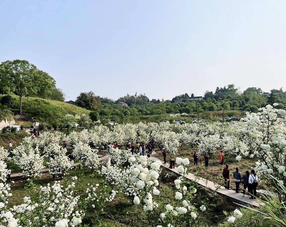 丰乐镇：琼花盛开白如雪 游客踏青好去处