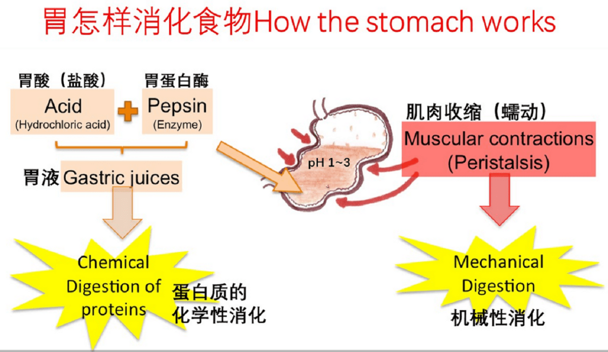 原创酸性越强腐蚀性就越强吗胃酸ph25左右为什么对人体没有伤害