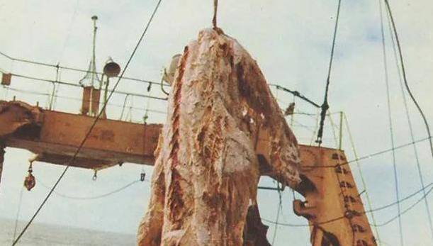 日本渔船捞到一海怪，船长却下令扔回海里，专家痛斥：扔掉了国宝
