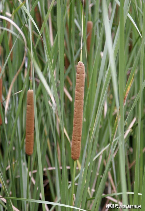 这菜被称为"汤菜之冠",碰上就别放过,鲜美无比,吃过的人不多_蒲菜_干