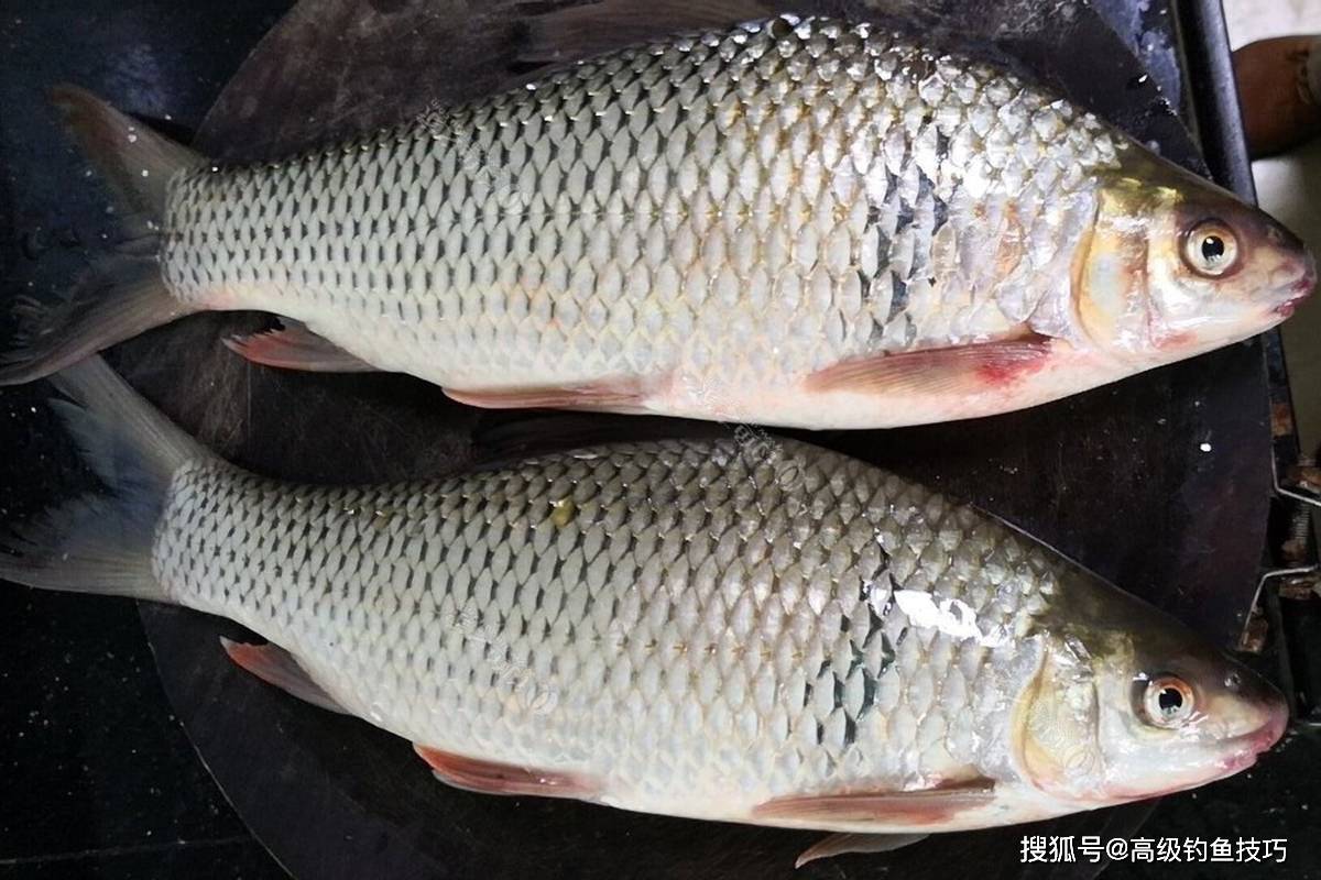 原創春季釣土鯪魚的秘訣熟練掌握這5個要訣土鯪魚釣到魚護裝不下