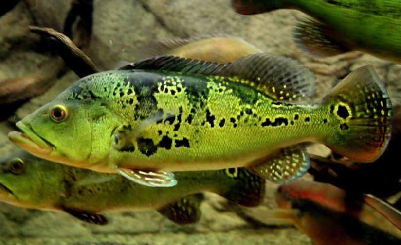 巴西亚鱼繁殖图片