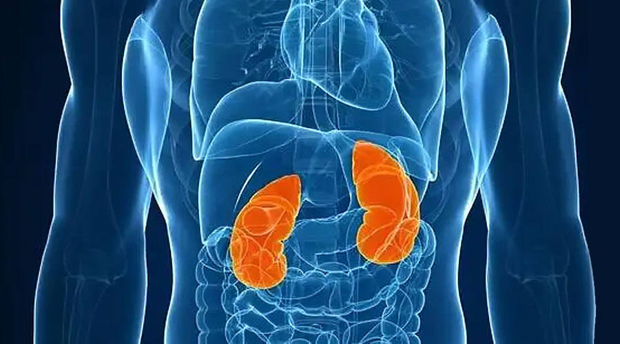 人人关注肾健康——高性能塑料助人工肾一臂之力_材料_功能_肾脏