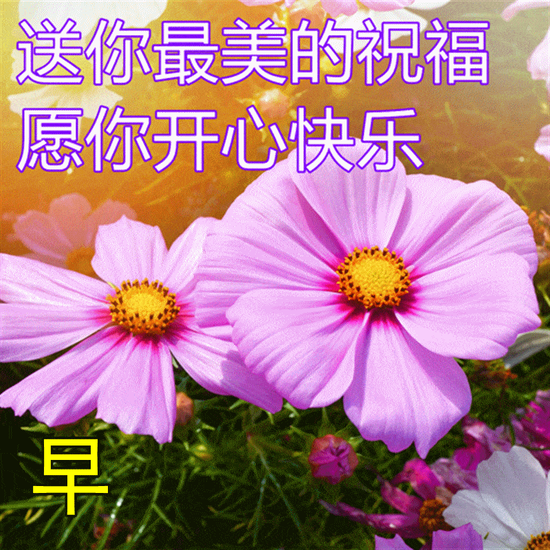 星期五最新版早上好快乐祝福语录大全8张早晨好漂亮祝福图片鲜花带字