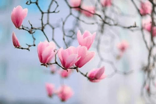 陈国军:又是玉兰花开时|中原作家