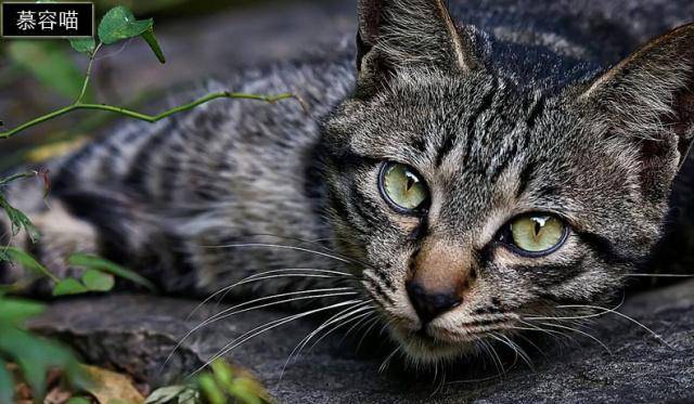 关系神秘的狸猫与梨花猫、浣熊与果子狸等动物有关系吗？