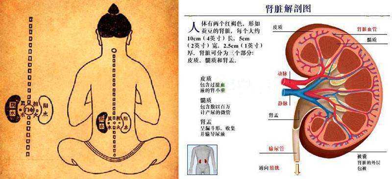 中医的肾与西医的肾有什么区别?