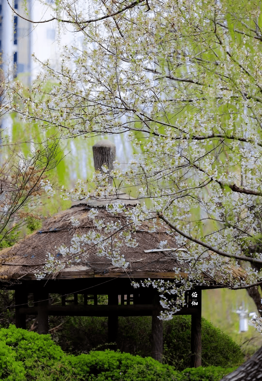 五龙潭|粉了粉了！济南春日限定樱花美景来啦~