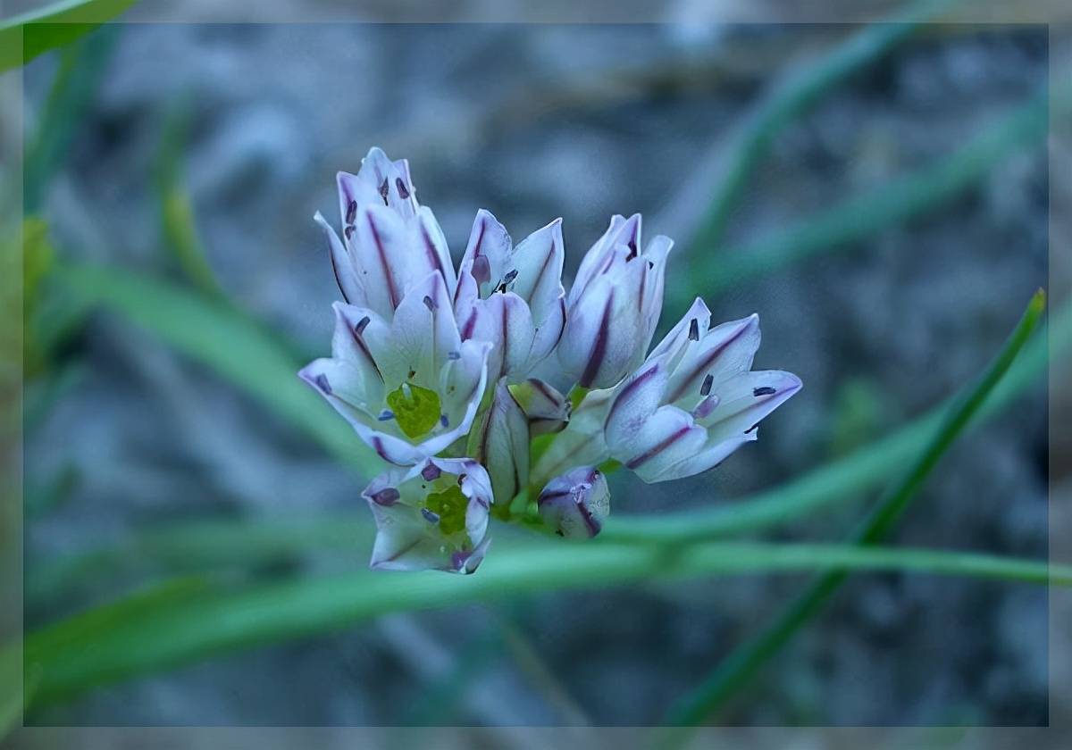 风滚草入侵美国上百年堵路淹屋为非作歹为何到了我国却怂了