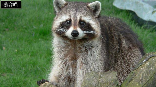 关系神秘的狸猫与梨花猫、浣熊与果子狸等动物有关系吗？