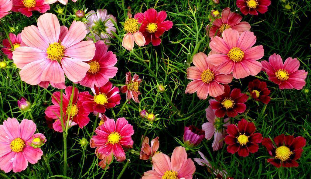 3月26日 31日爱情运势 美满良缘 其乐融融的四大星座 托克 可以在 其他