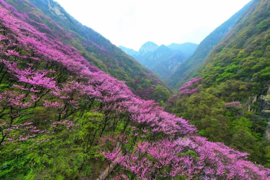 世间|走进秦岭赏万亩紫荆花海，相约太平世间美好与你环环相扣