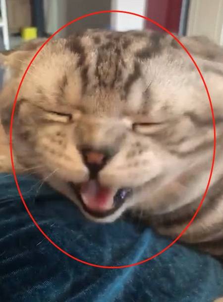 猫咪肥猫趴在女主人身上睡着了，被强行叫醒后，它的反应哭笑不得！