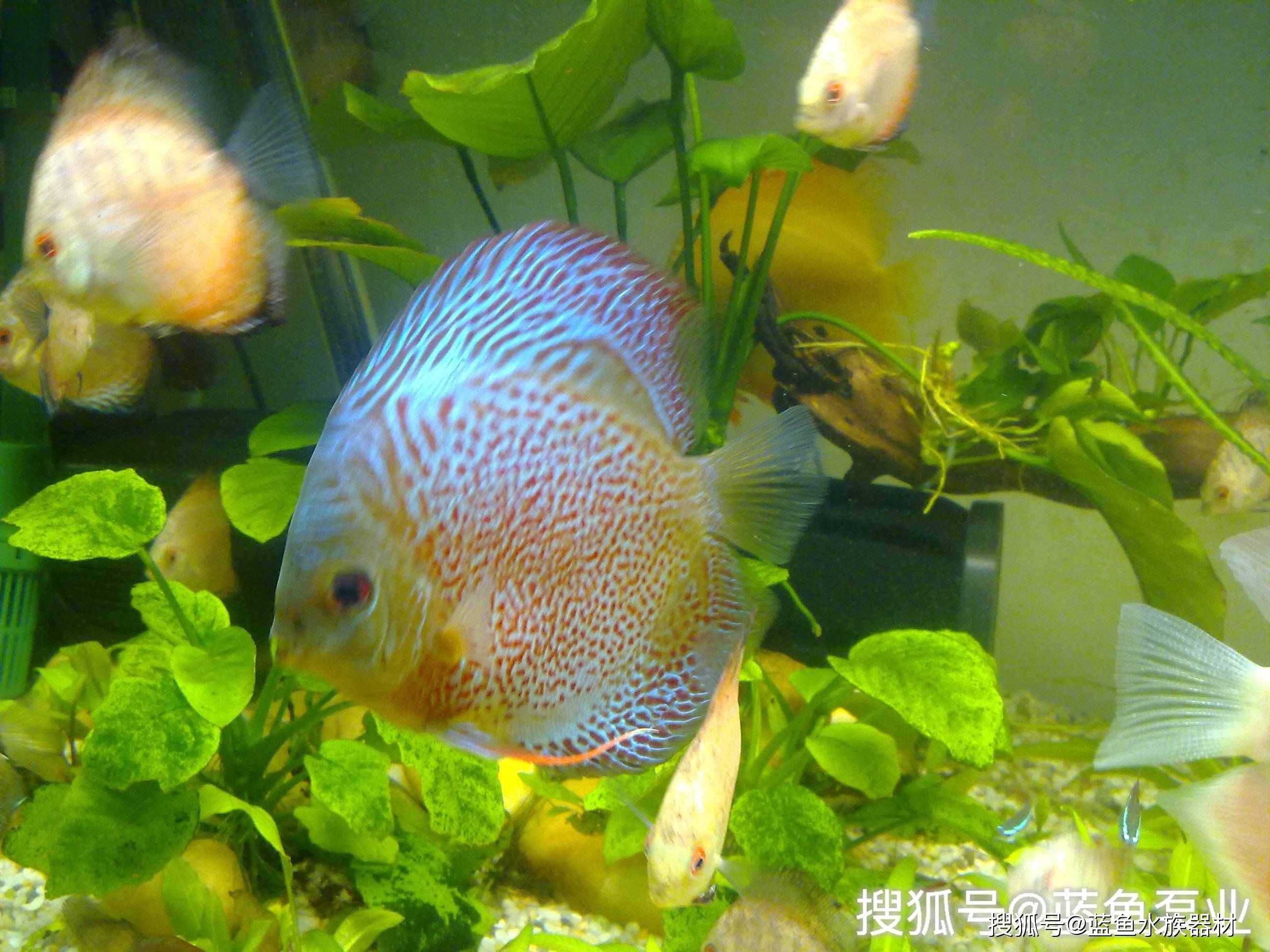 七彩神仙鱼培育繁殖方法_搜狐网, image size:2592x1944