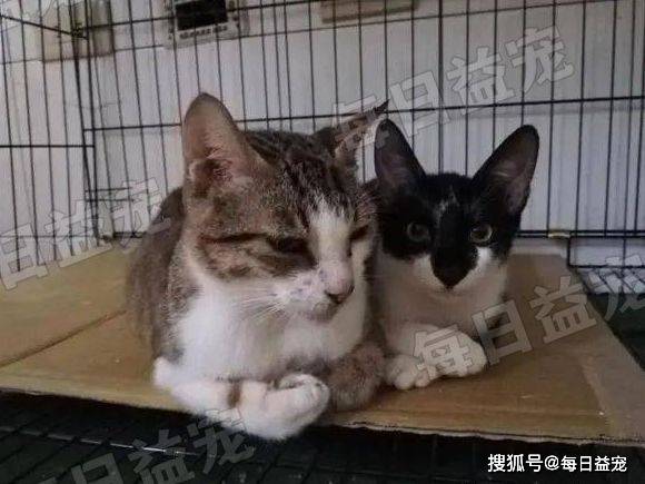 猫咪为养一只流浪猫，她努力“谋划”大半年，结果却出乎意料