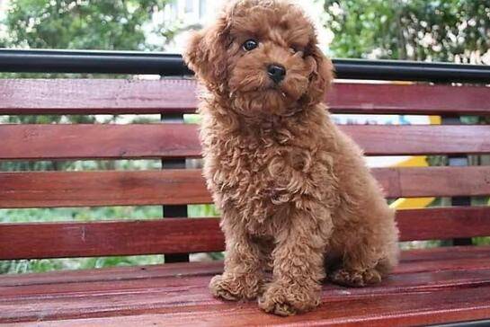 方法|泰迪吠叫扰民怎么办？这几种方法，总有一种适合你家爱犬