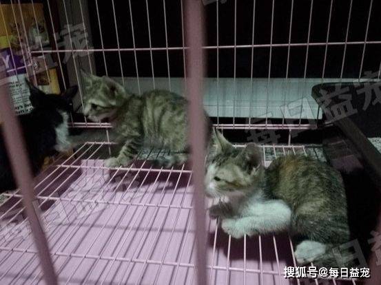 猫咪为养一只流浪猫，她努力“谋划”大半年，结果却出乎意料