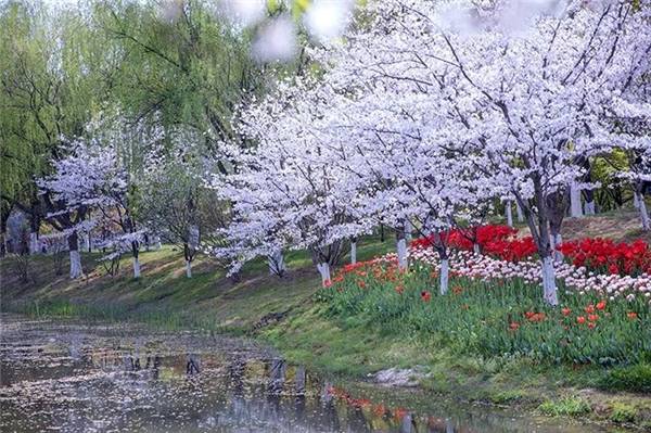 江南|春之香山，「樱」邀云赏